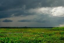 kerala monsoon
