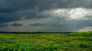 kerala monsoon